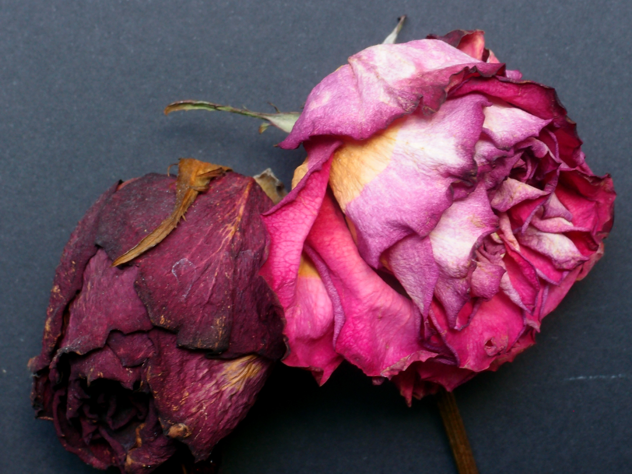 2018-03-08 Budded Roses